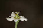 Flowering spurge